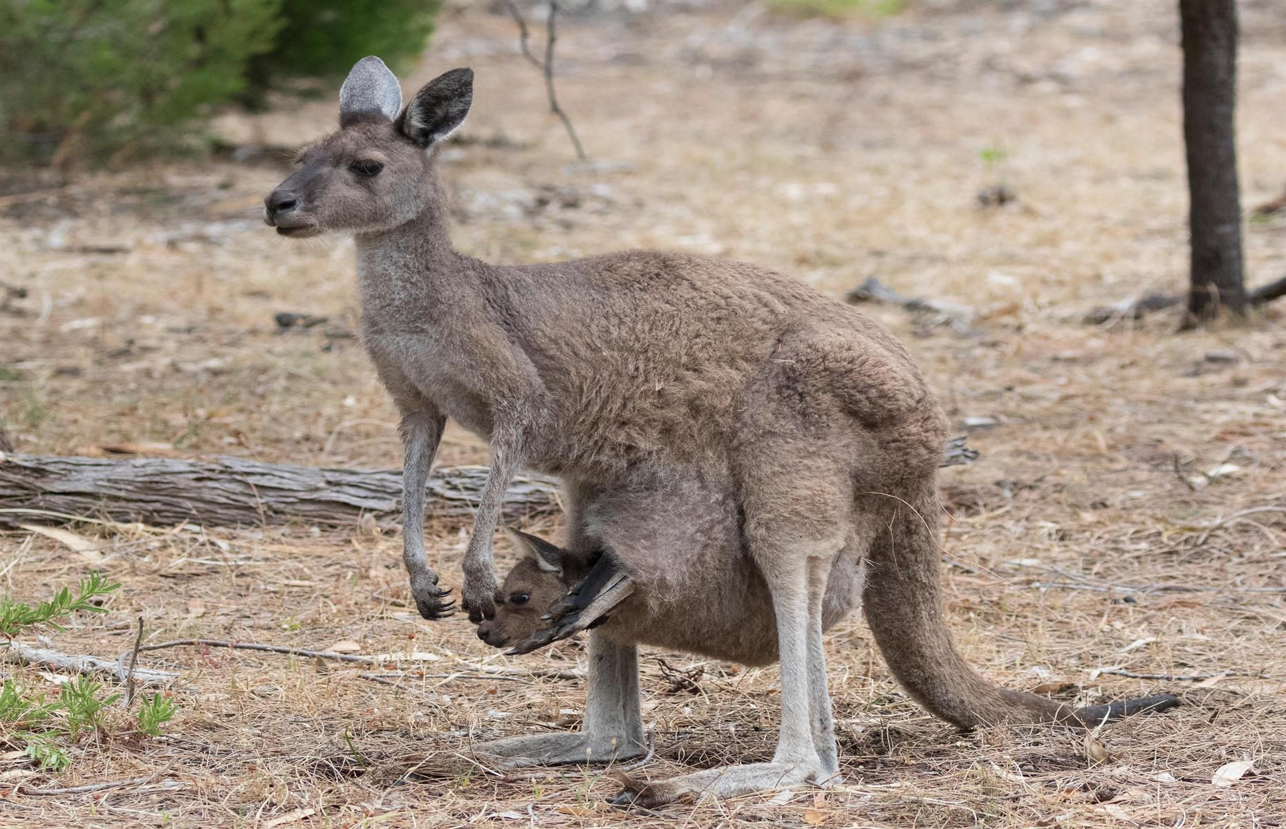 Newborn kangaroos are an inch long